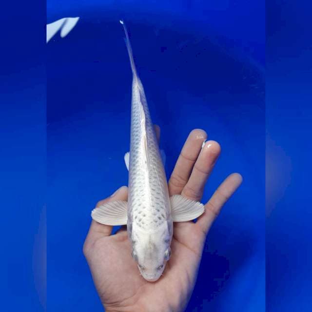 Mukashi 24cm