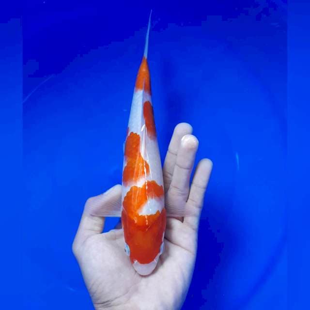 Kohaku 23cm