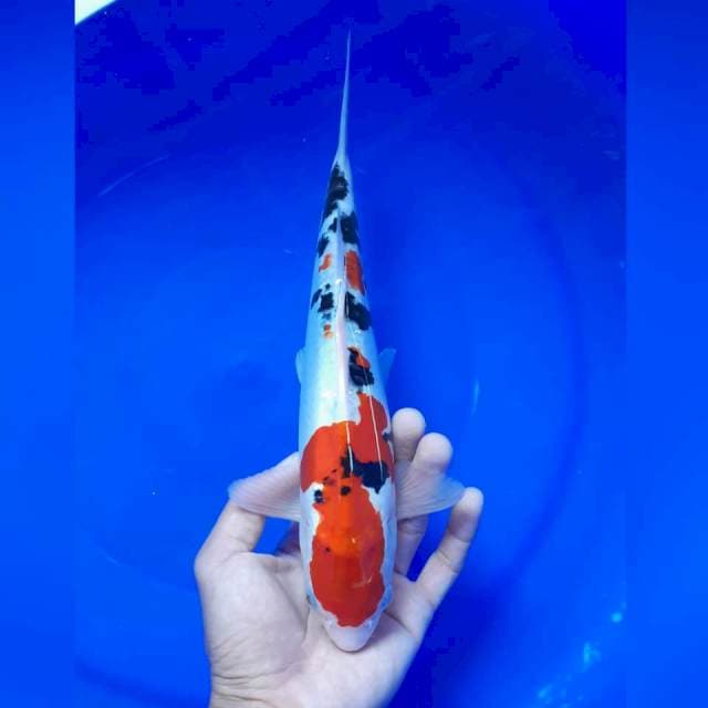 Sanke doitsu jantan 27cm