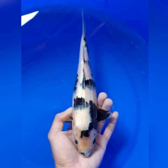 Shiro 28cm