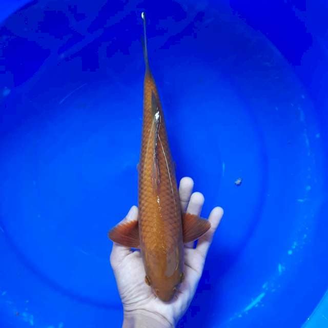 Chagoi jantan 31cm