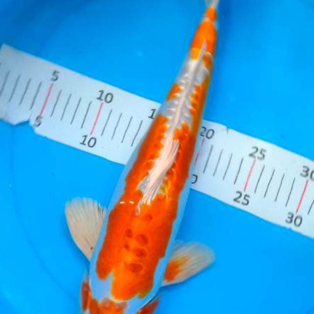 Hariwake 40cm