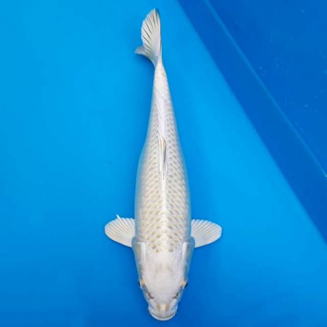 Mukashi ogon body jos