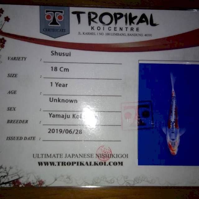 Shusui 18cm (Yamaju). Import dan Sertifikat
