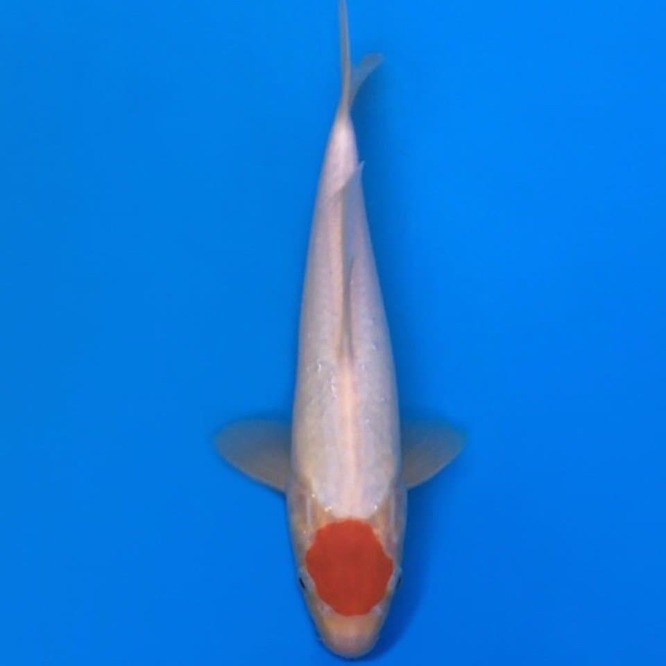 tancho 27cm