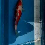 kohaku 35cm