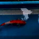 kohaku 30cm