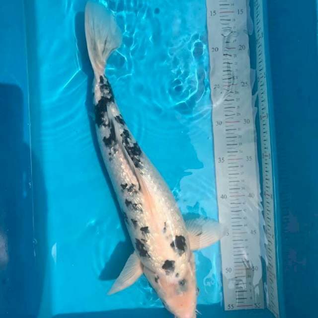 Shiro ginrin 40cm