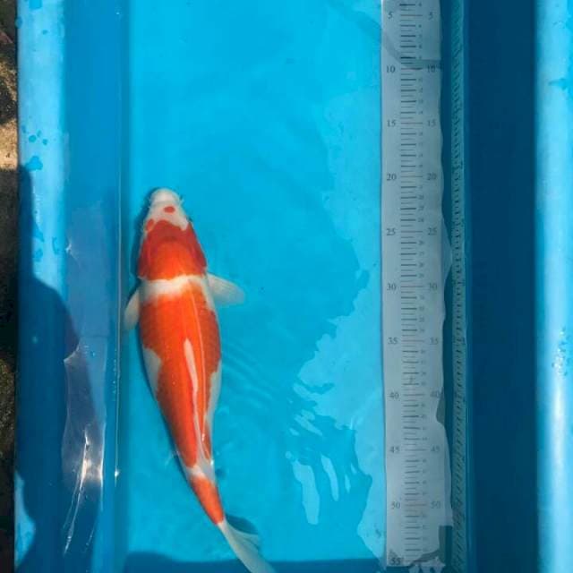 Kohaku 30cm