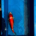 Kohaku 30cm