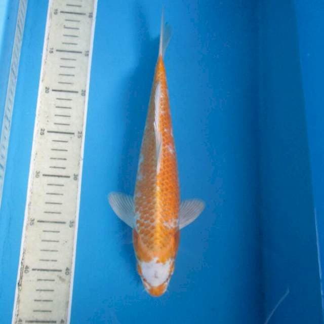 Tanco yamabuki ogon30cm