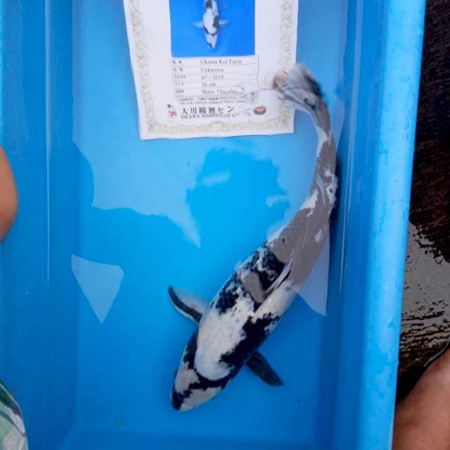 Shiro import jumbo okawa
