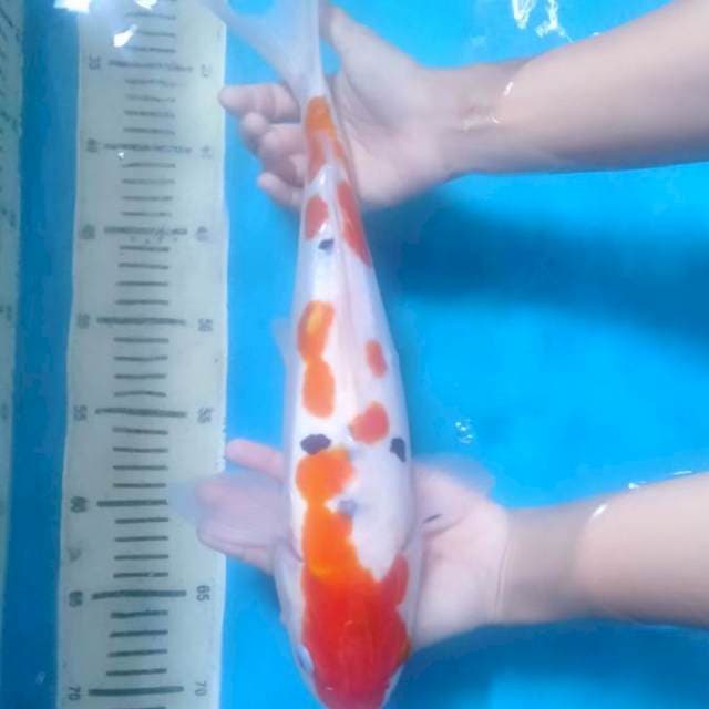 Taisho Sanke 37 cm.