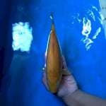 Karashi 25 cm.