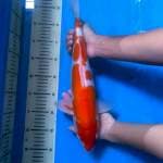Kohaku 38 cm.