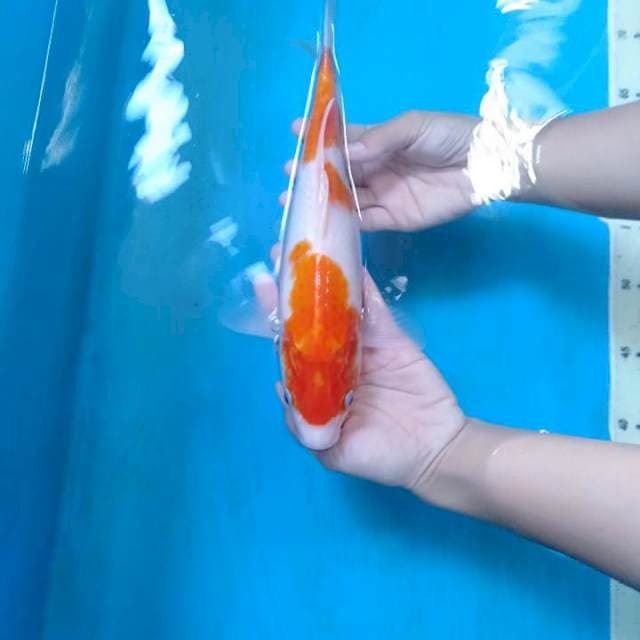 Sandan Kohaku 28 cm.