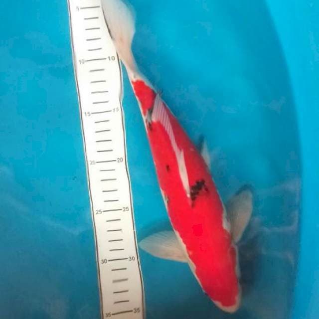Snake red strong