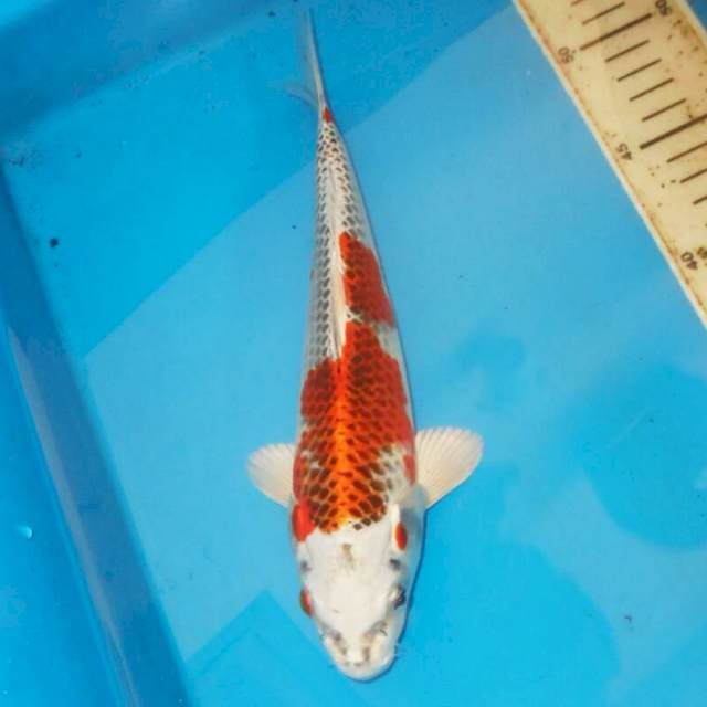 METALIK KUJAKU
