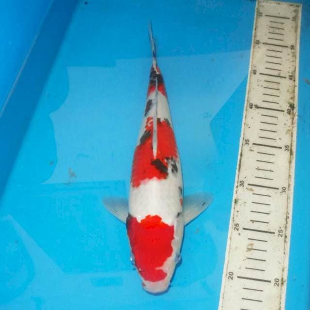 33cm SANDAN SANKE MERONA