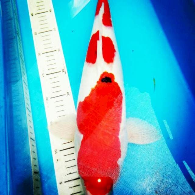 SANKE..JUMBO calon induk juoos..48CM
