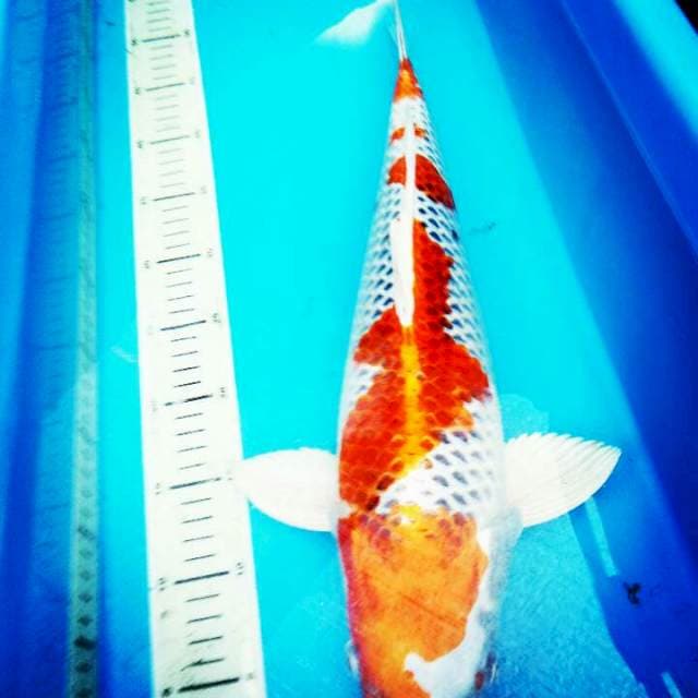 KOJAKU..JUMBO..48CM