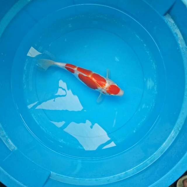 Doitsu 29 cm
