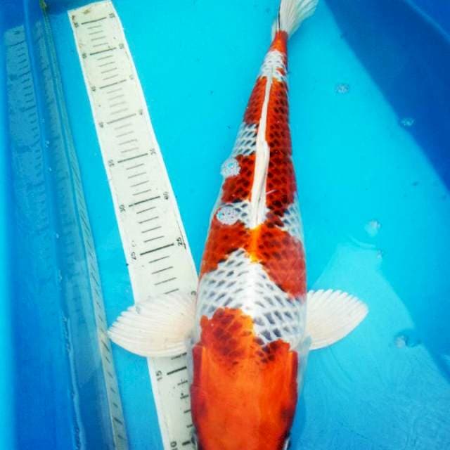 KOJAKU..JUOOSS 48CM