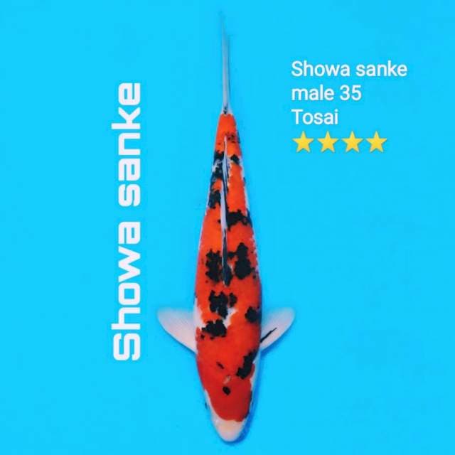 Showa sanke super strong