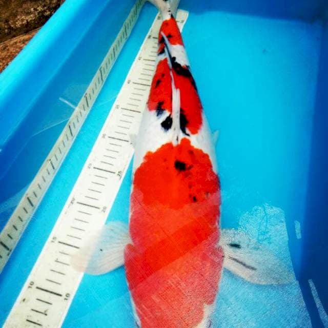 SANKE..JUMBO CALON INDUK JUOOS..53CM