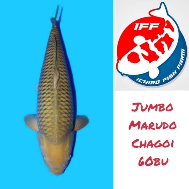 Chagoi Jumbo Import Marudo 60Bu (Certificate)