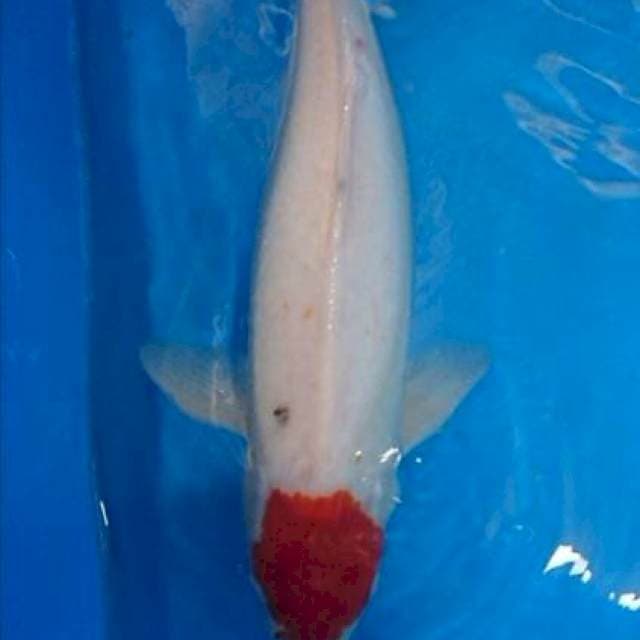Female tanco kuhaku 55cm