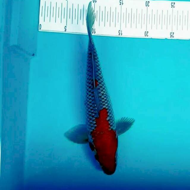 Ochiba sigure Joss*32cm