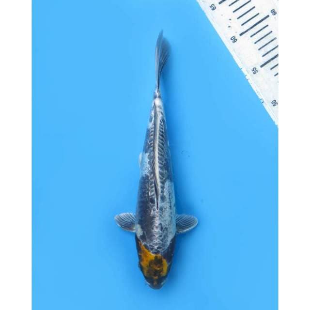 Tancho Beni Kiko Asli , 29cm