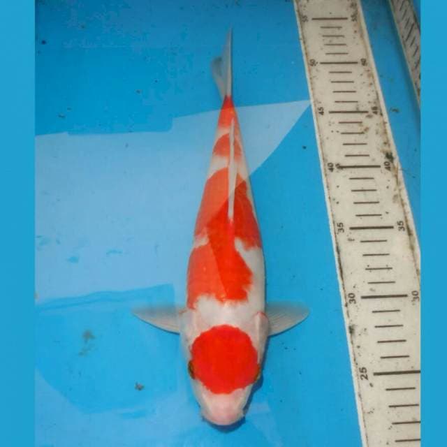 MARUTEN KOHAKU