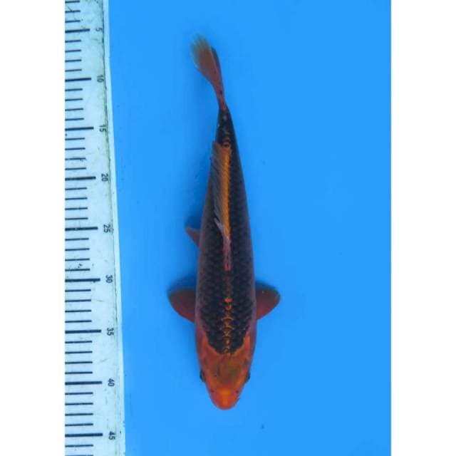 F1 Aka Matsuba Bersih , 38cm