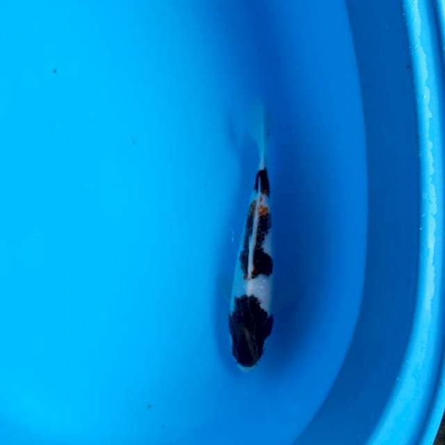 Goromo