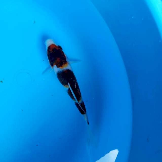 Goromo