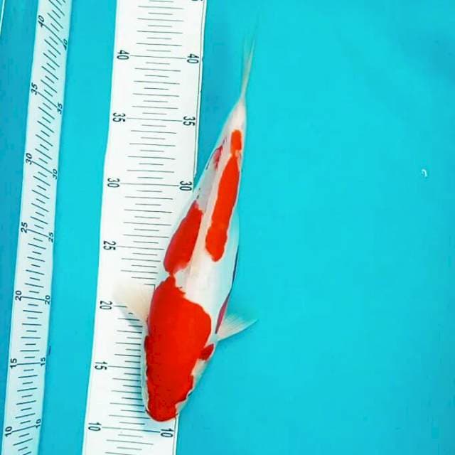 Doit kohaku *32cm