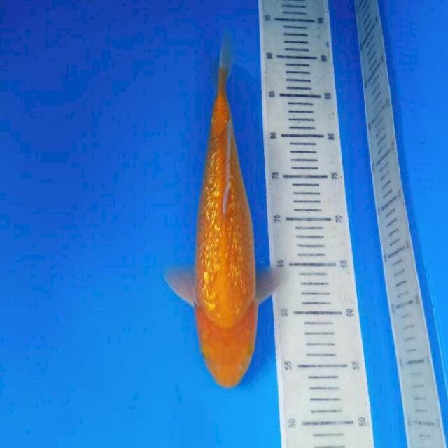 Chagoi lemon male