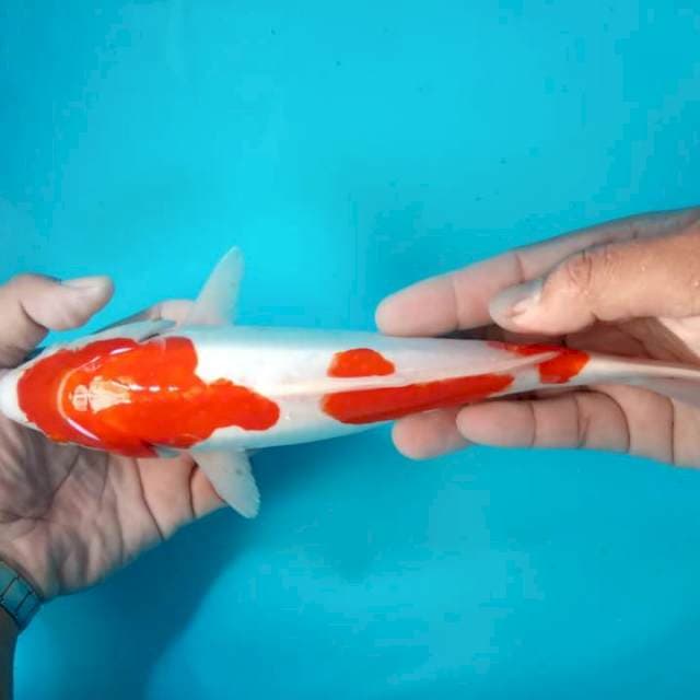 Kohaku