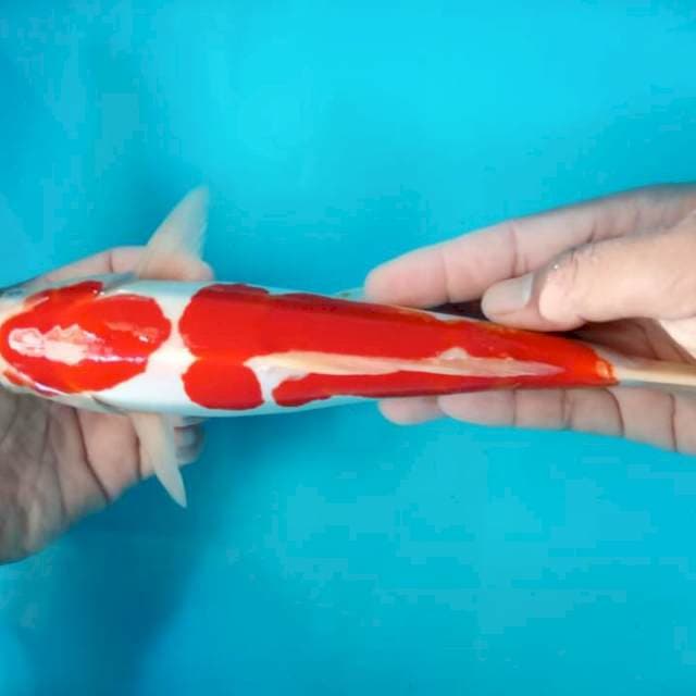 Kohaku