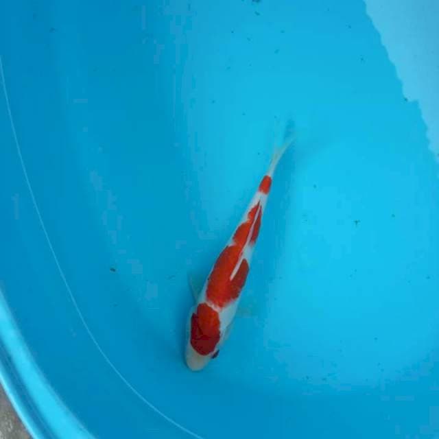 Kuhaku