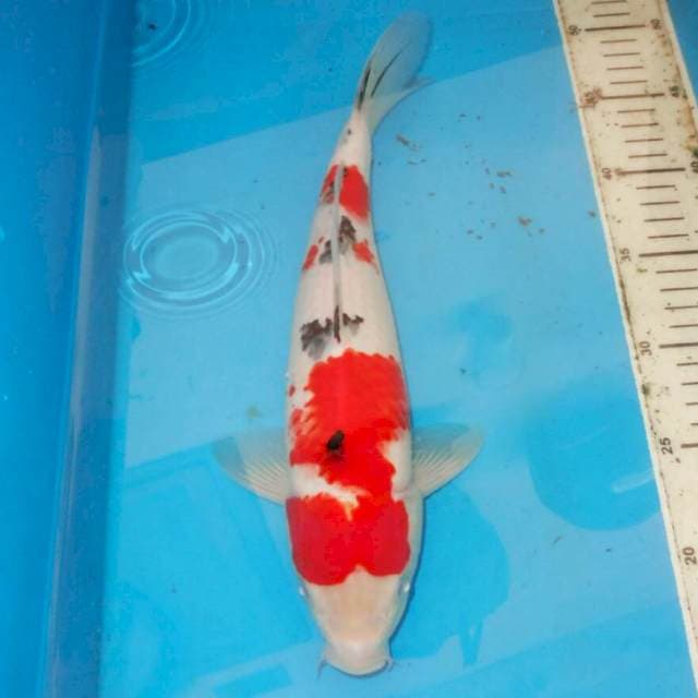 35cm F1 TERPEDO SANKE