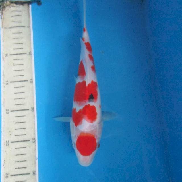 Sansoku26cm
