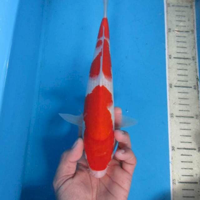 Nagata20cm_+