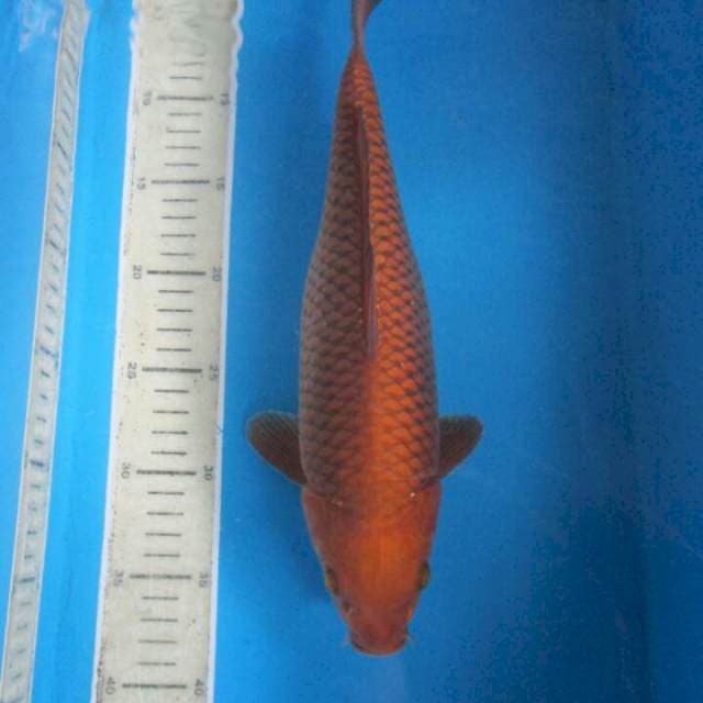 Super nagata torpedo30cm