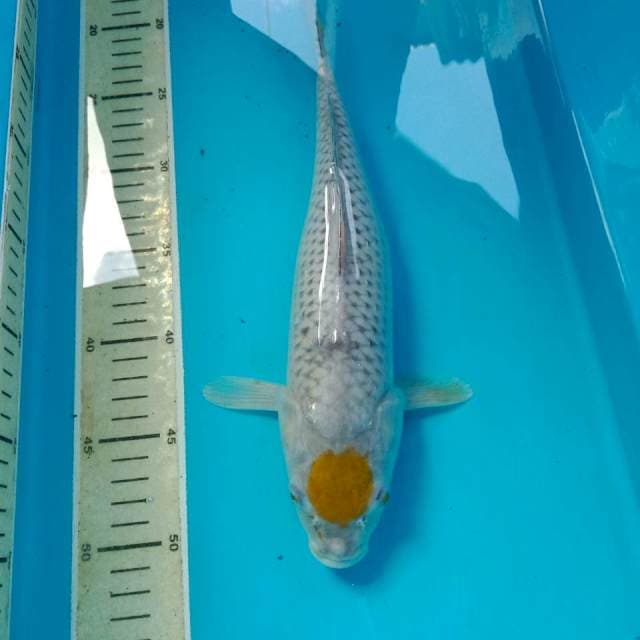 Tancho Ochiba 33 cm