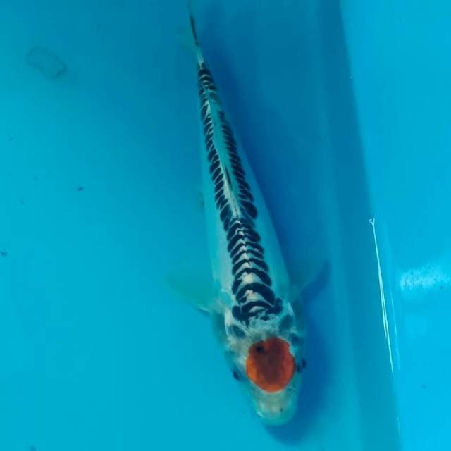 Tancho Goshiki Doit 21 cm