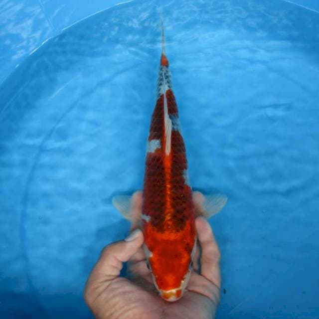 Goshiki 28cm