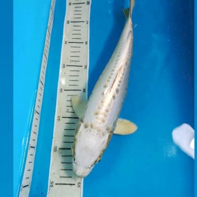 Mukashi Doitsu 34 cm